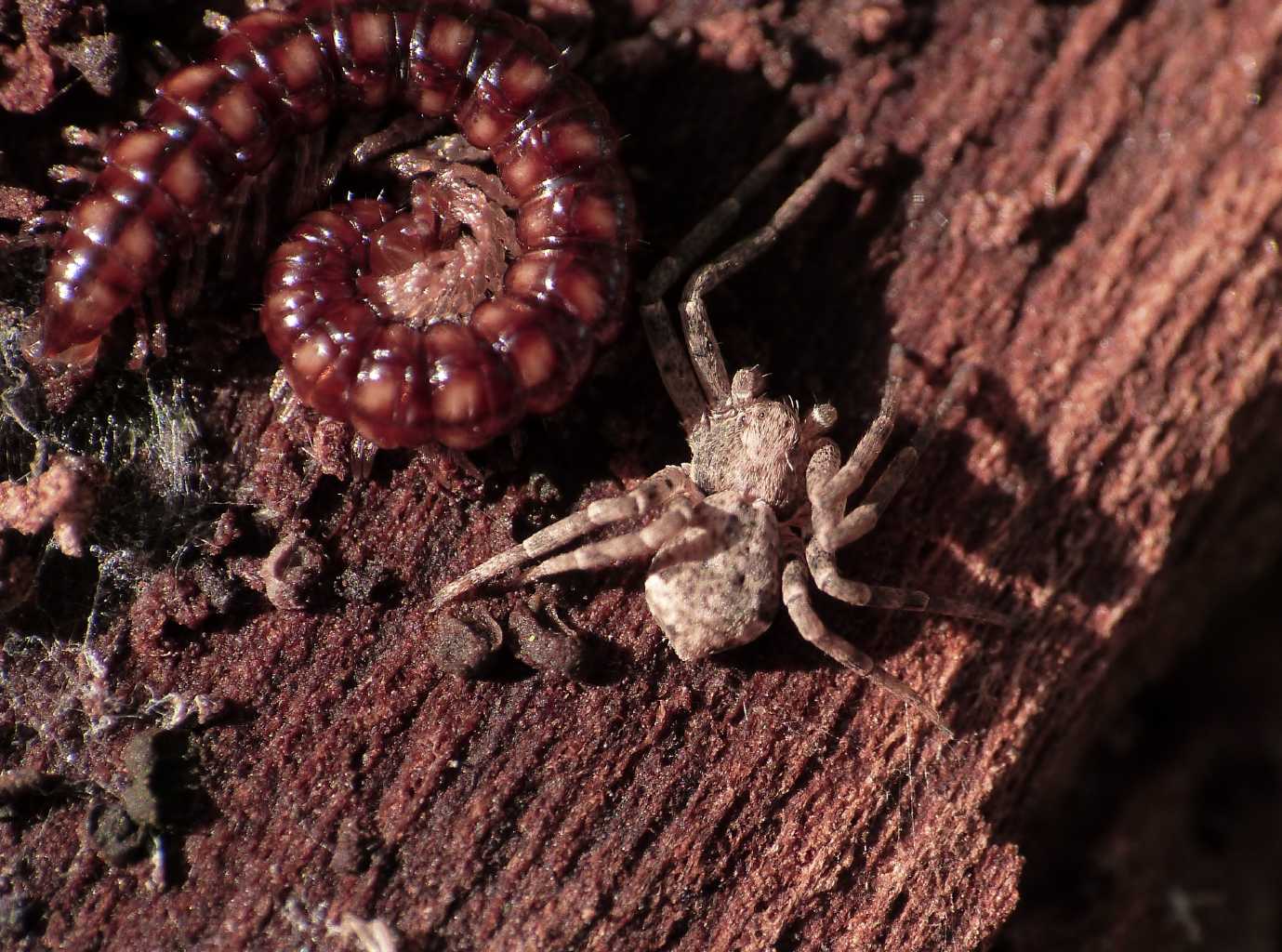 Pulchellodromus bistigma - Ostia (RM)